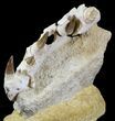 Really Cool Mosasaur (Eremiasaurus) Jaw Section #31775-4